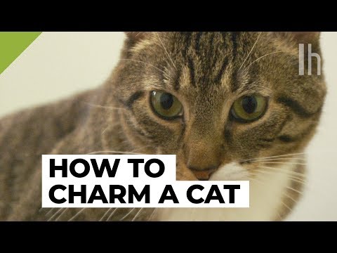 Video: How To Make Friends With A Cat