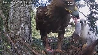 Bucovina ~Both Male & Female Golden Eagles Flying Overhead! Chick Swallows A Pine Marten Paw 6.11.21