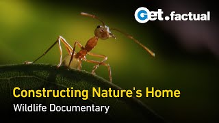 Animal Architects: Designing the Wild | Full Documentary