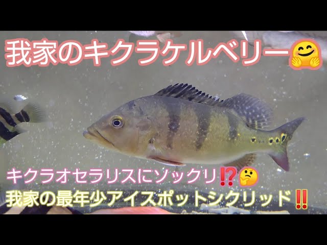 我家のキクラケルベリー? - YouTube