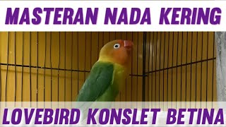 Masteran Nada Kering Lovebird Konslet Betina