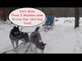 Don't Make These 2 Mistakes When Driving Your Dog Sled Team!:  Muschachusetts Episode #19