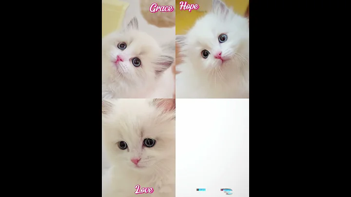 Video 10494901: ragdollkittens cat kitten