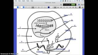 UNIT 7 DNA REVIEW HONORS BIOLOGY