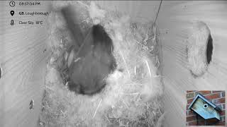 Blue Tit Nest box Loughborough - livestream - 6 eggs hatched @nestboxcam-loughborough