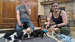 Cavalier Puppy Livestream: Lunch & Playtime for These 4weekers