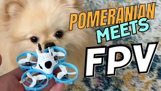 Pomeranian meets FPV drone for the first time!