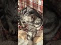 なぜか体を起こしたまま休んでいる猫のクレアさん #Shorts