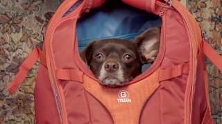 Hike with your Pup in a Kurgo G-Train
