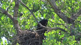 Redding Eagles~Hope Getting Very Active in Nest