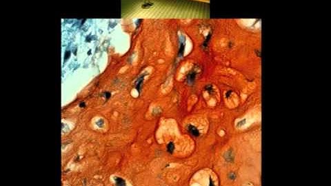 SCIENCE with/in/sight, March 5, 2012