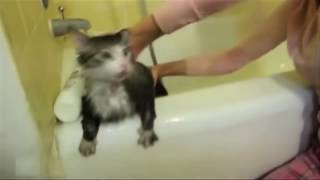 Кот упал в ванную, ржачная подборка