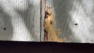 Patching a hole with DAP wood filler Oct 2022