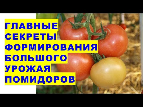 Video: Planter en tomat i åpen mark og et drivhus. Tips til gartnere