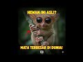 "Hewan Kecil Dengan Mata RAKSASA! 👀"