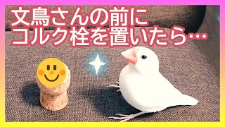 【文鳥3歳④】文鳥さんの前にコルク栓を置いてみたら…こんな反応でした 3代目文鳥ピーちゃん 癒し系動物 Java sparrow