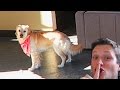 PLAYING HIDE AND SEEK! (Super Cooper Sunday #82)