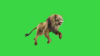 Lion Running Green Screen 4K by BFZ | No Copyright