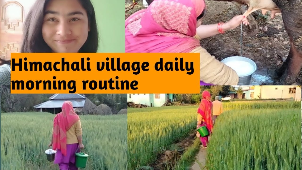 gaon ka saral jivan😍🥰 kangra village😊Shimla wali||
