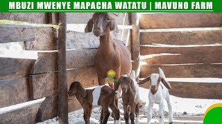 MBUZI MWENYE MAPACHA 3  | UKARIBISHO #MAVUNO_FARM