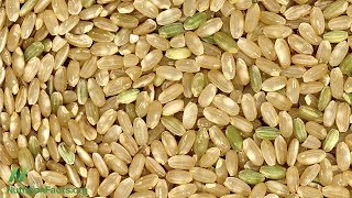 Do the Pros of Brown Rice Outweigh the Cons of Arsenic?
