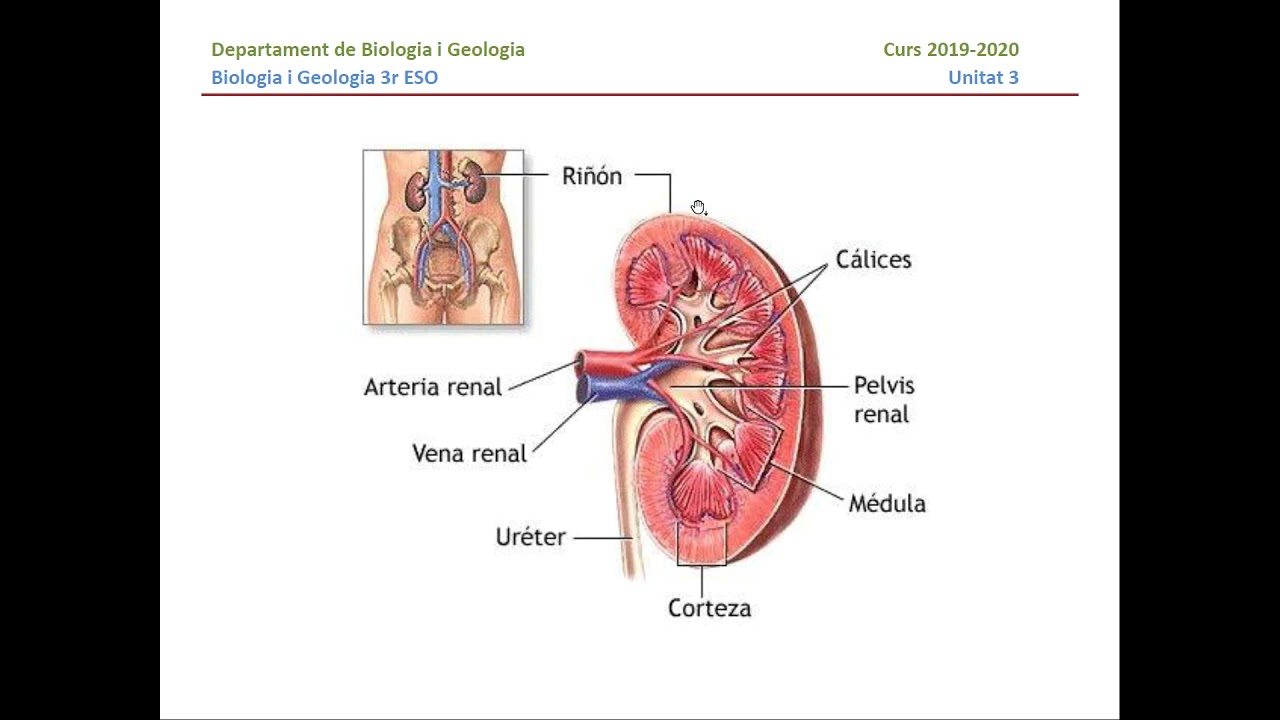 почка ребенка 2 лоханки