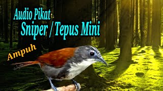 Audio pikat Burung Tepus dada putih mini / Sniper ,Ampuh Buat pancing sniper bahan aktif bunyi.