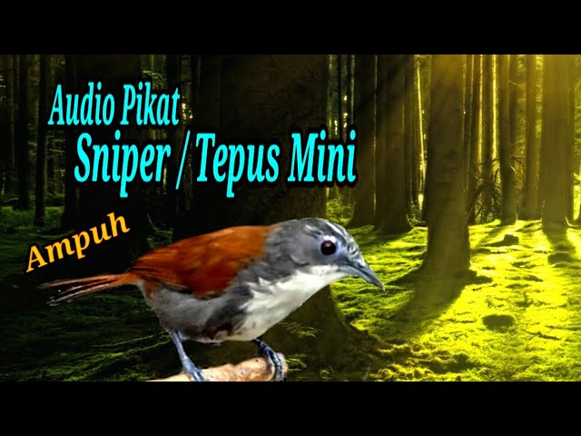 Audio pikat Burung Tepus dada putih mini / Sniper ,Ampuh Buat pancing sniper bahan aktif bunyi. class=