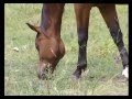 REINALDO ARMAS --EL CABALLO DE ORO--