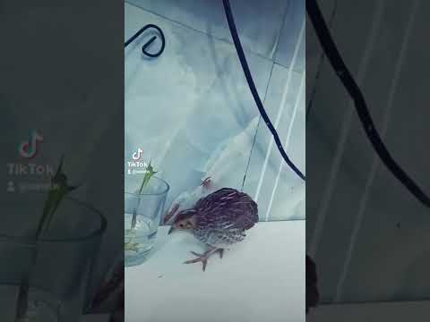 طائر السمان