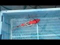 7-2-14 - 14-16”  Goshiki Koi