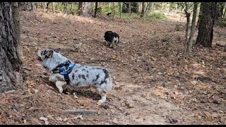 #relaxing  20 minute #walk  in the #easttexas  #woods  with 2 #corgi #asmr