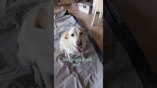 Ci mancava il divano che tutto e tutti sembra divorare #funnydogvideo #doglovers