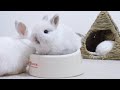 Baby Rabbit That Eats A Lot Despite Its Small Size Baby Rabbit That Eats A Lot Despite Its Small Size
