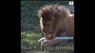 Lion Sneezing With Cold