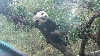 20231130 圓寶茄苳爬不停 摘果只夠塞牙縫(早餐下) Giant Panda Yuan Bao