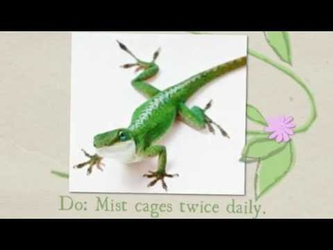 baby green anole | green anole | green anole lizard | green anole care
