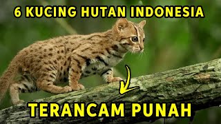 MENYEDIHKAN! 6 Jenis Kucing Hutan Asli Indonesia yang Populasinya Terancam Punah