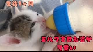 【生後36日】ゴロゴロ鳴きながらミルクを飲む子猫がかわいい【保護猫】