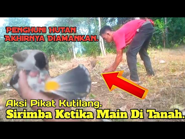 AKHIRNYA SANG PENGHUNI HUTAN TUMBANG JUGA, DENGAN PIKAT AJARAN SIRIMBA.. class=