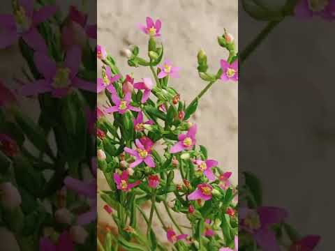 Video: Common Centaury Flower - What Is A Centaury Plant And Growing Info