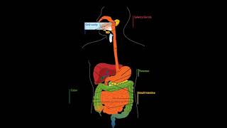34 Hz : Toxins digestive tract (RIFE Healing Frequency)