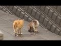 野良猫の掟
