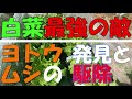 【家庭菜園】白菜最強の敵 ヨトウムシの発見と駆除 2021秋 【白菜】【害虫】【育て方】