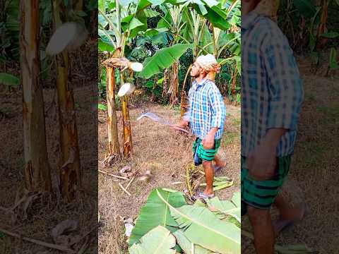 Banana tree cutting