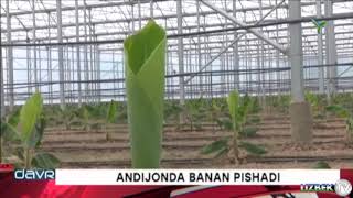 АНДИЖОНДАГИ 2 ГЕКТАРЛИК БАНАН БОҒИ