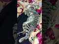 Goyas Bedрџђ рџђ Goyas Bedрџђ рџђ