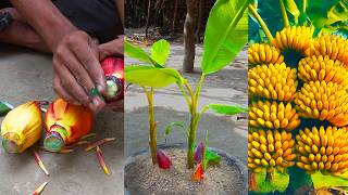 How to grow banana tree from banana flower///New gardening method
