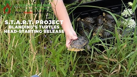 S.T.A.R.T. Project head-starting Blanding