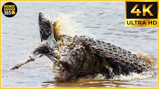 Download Lagu Les Attaques De Crocodiles Les Plus Folles Jamais Filmées | Animaux Sauvages #31 MP3